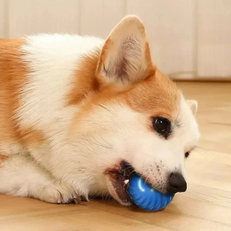 USB rechargeable smart dog toy ball that bounces, rolls, and entertains puppies small dog