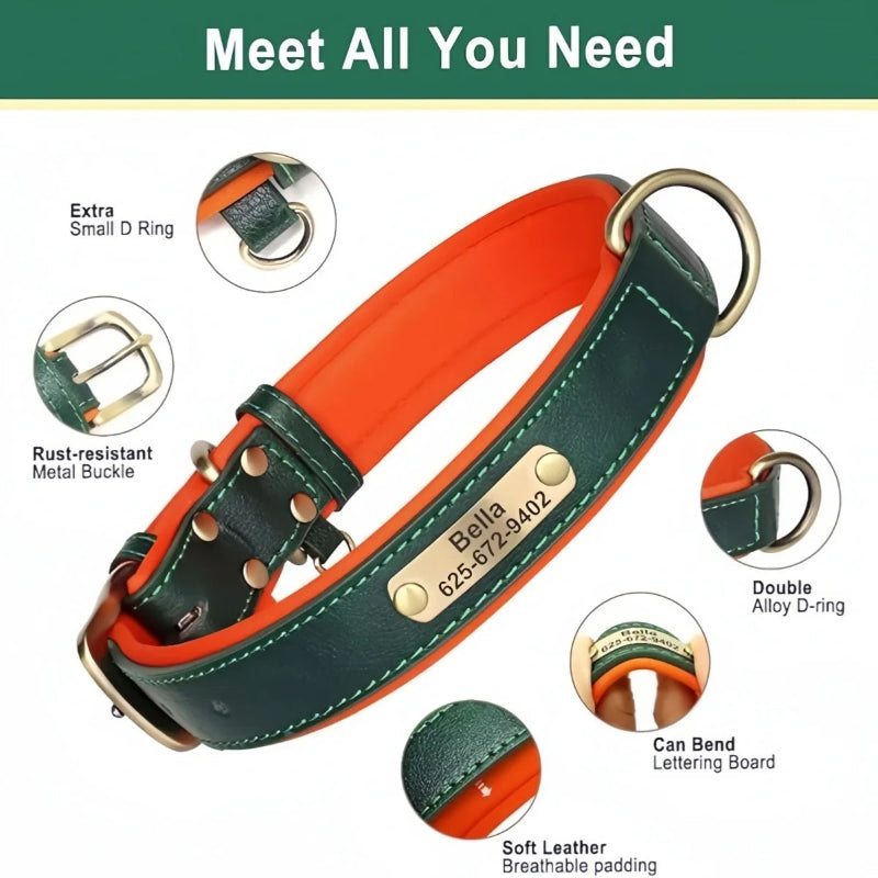 Green and orange dog collar with features highlighted on a white background